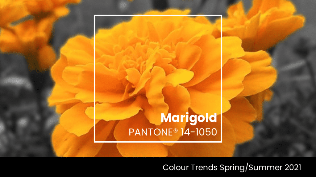 Marigold Trending colour 2021
